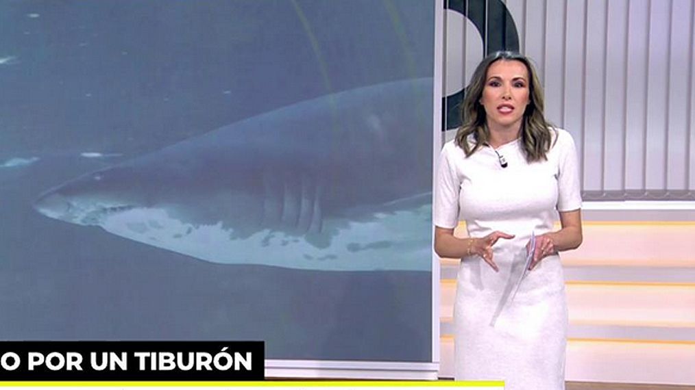 ¿Cómo actuar ante la presencia de un tiburón? Nunca hay que hacerse el muerto