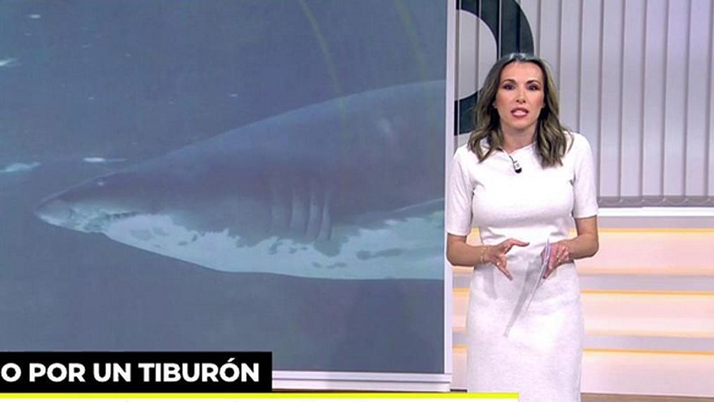 ¿Cómo actuar ante la presencia de un tiburón? Nunca hay que hacerse el muerto