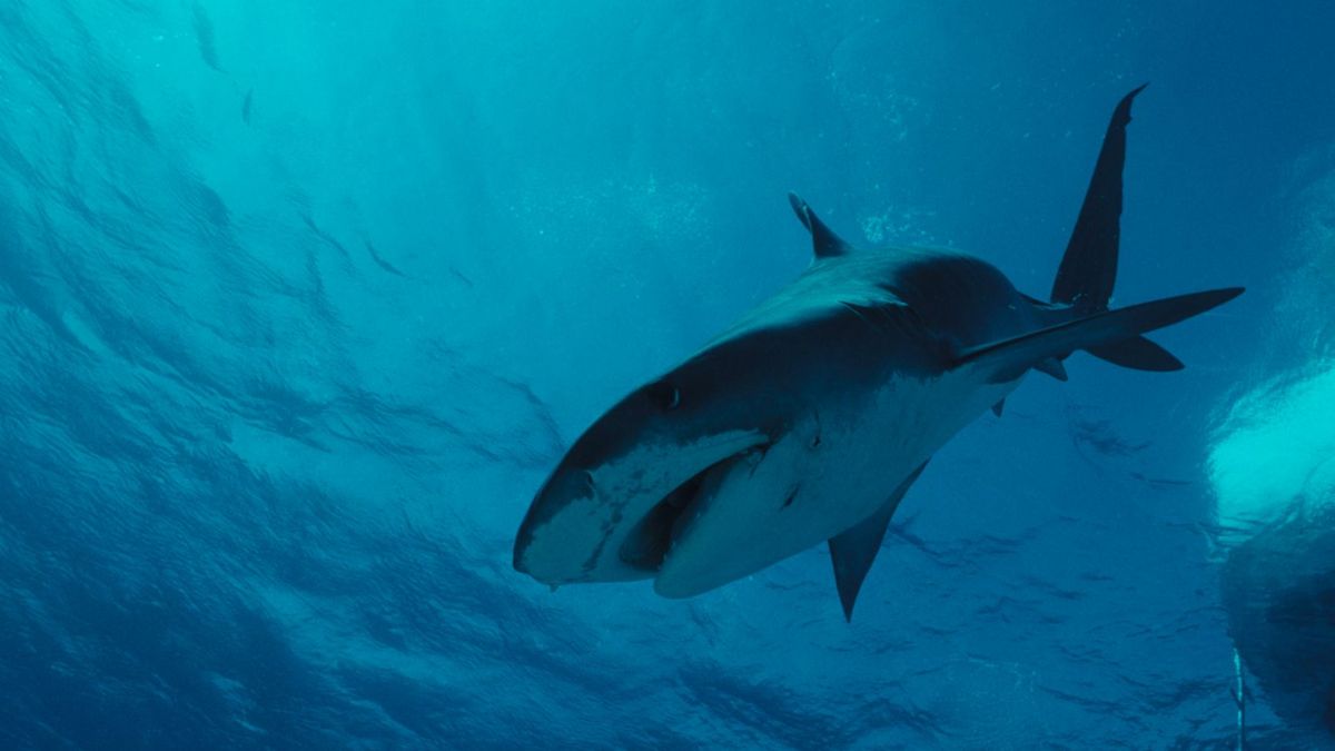 Las autoridades de Egipto capturan y sacrifican al tiburón que atacó hasta la muerte a un turista ruso