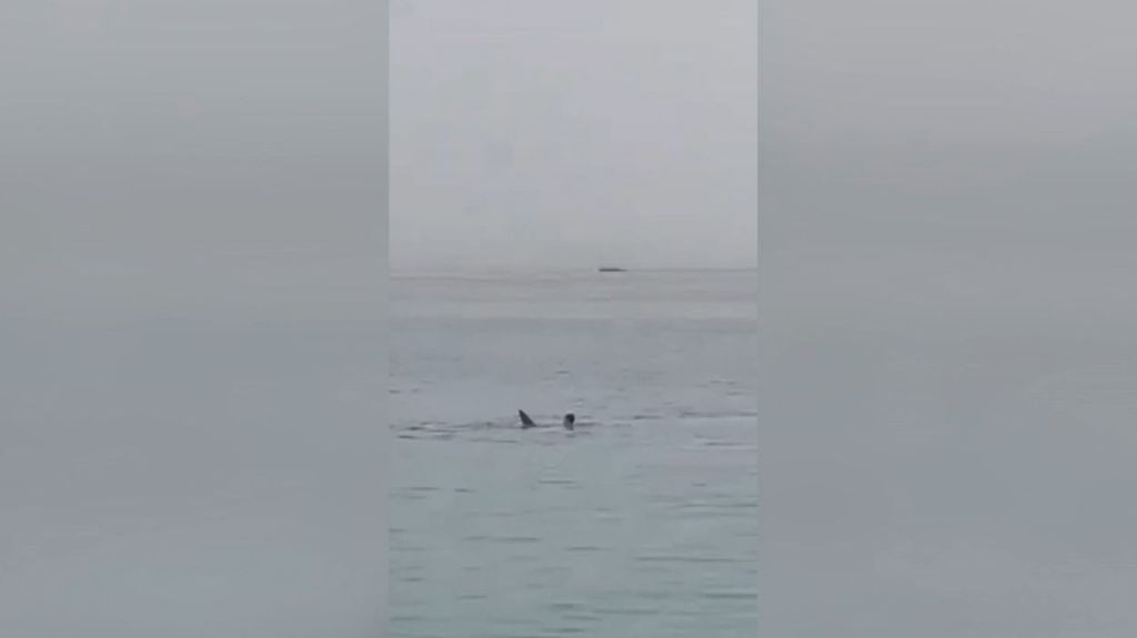 Un tiburón tigre mata a un turista ruso en el Mar Rojo, en Egipto, entre gritos de pánico y desesperación