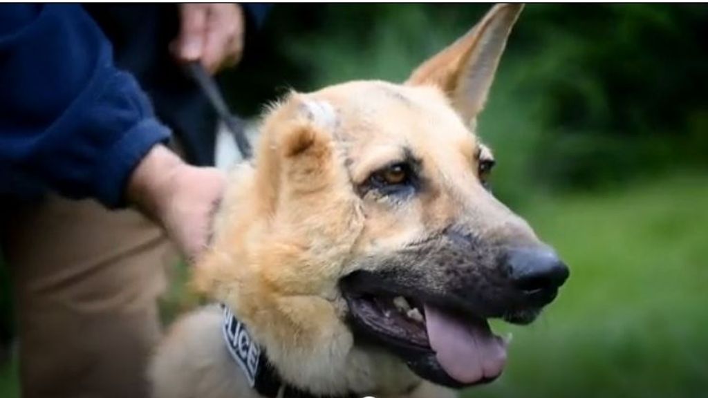 La Policía húngara adopta a Rambo, un perro que perdió parte de la cara en la guerra de Ucrania