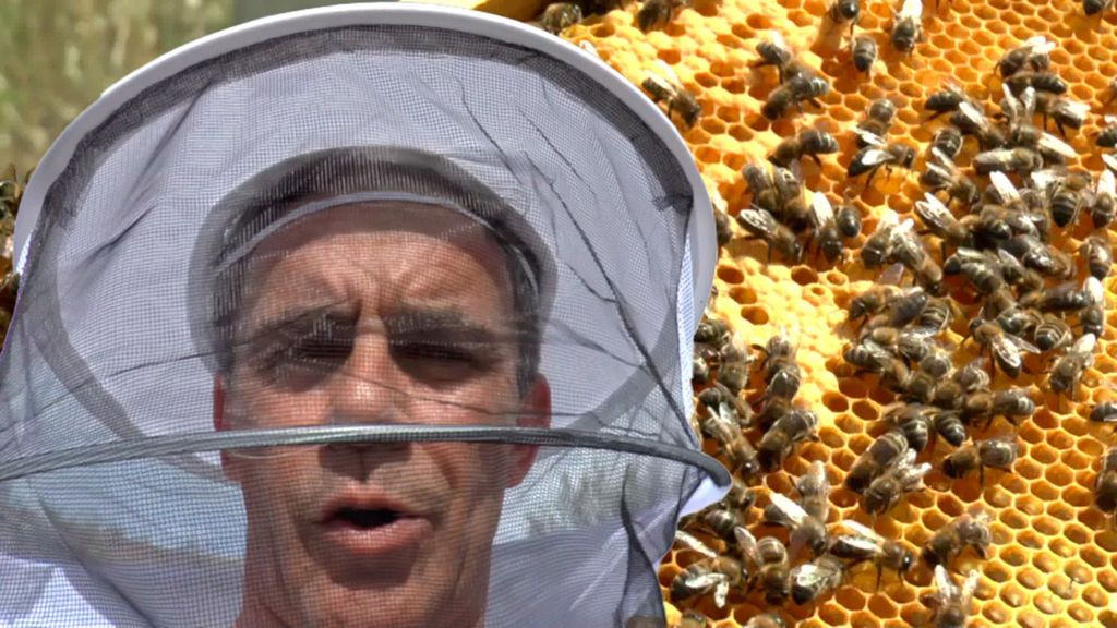 alonso caparros abejas