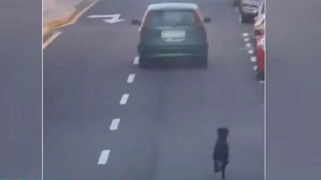 Denuncian a una conductora, pillada, cuando intentando abandonar a un perro en Tenerife