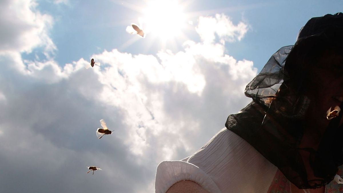 Decenas de miles de abejas invaden el centro de Nueva York y desatan el caos entre los vecinos