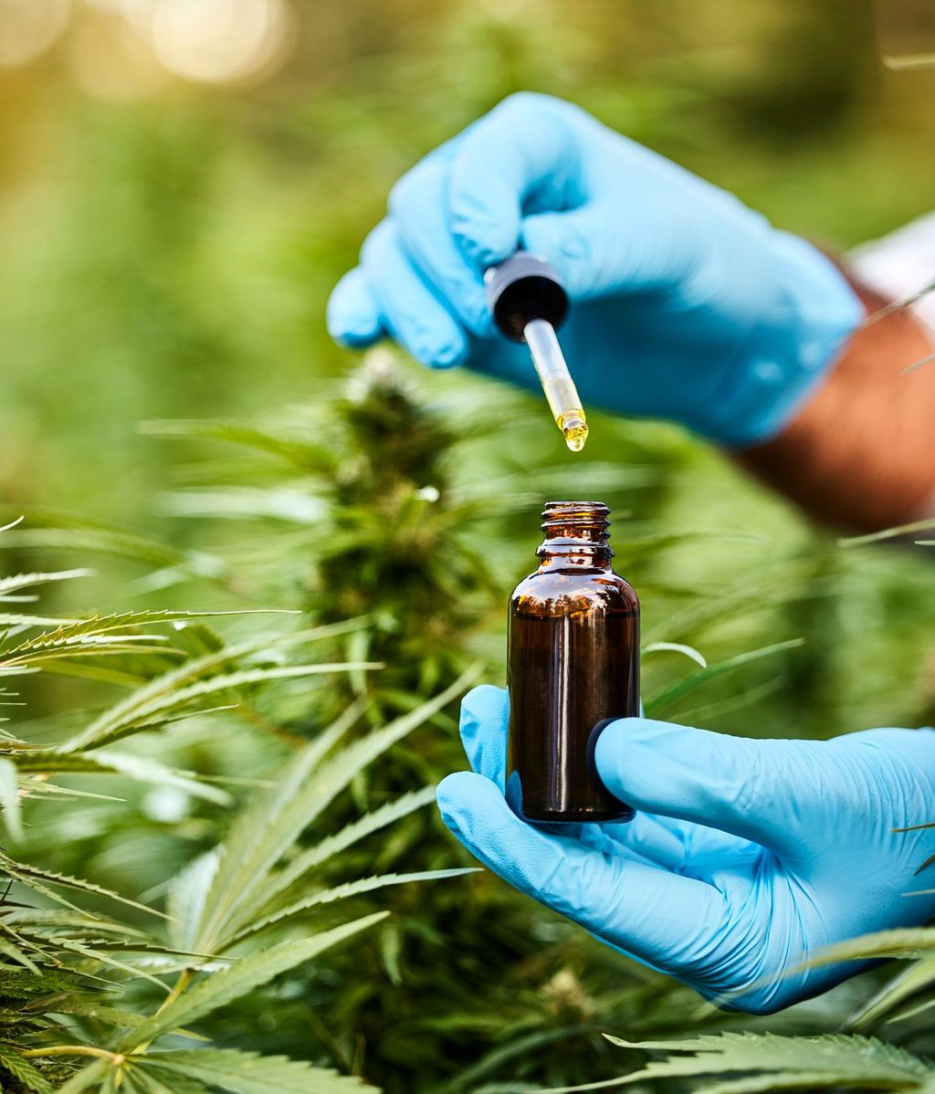 El aceite de cannabis es uno de los productos industriales más populares derivados de la planta.
