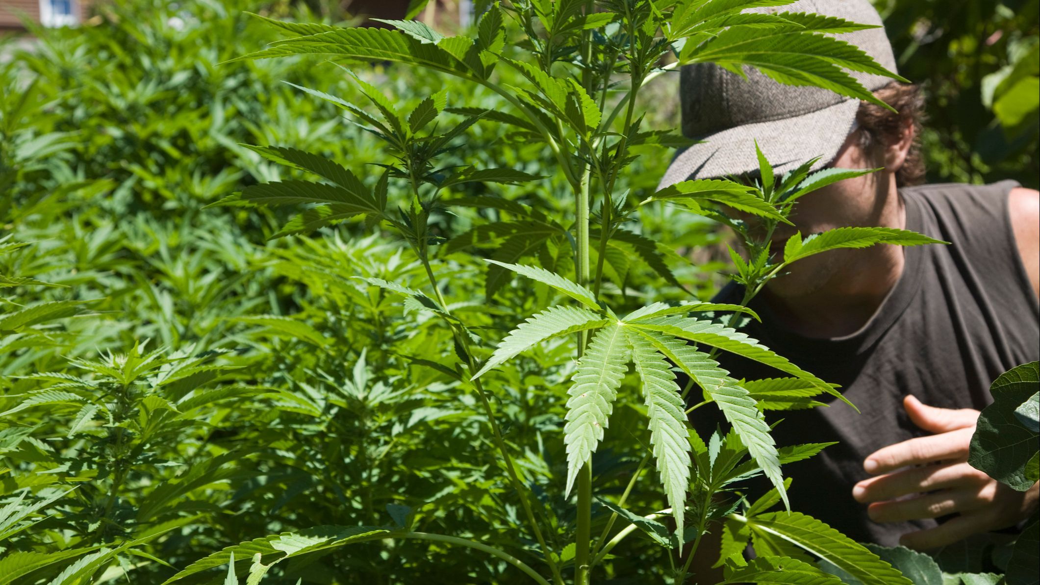 El cútlivo de 'cannavis sativa' está perseguido en España, a menos que se utilice para obtención de fibras y granos.