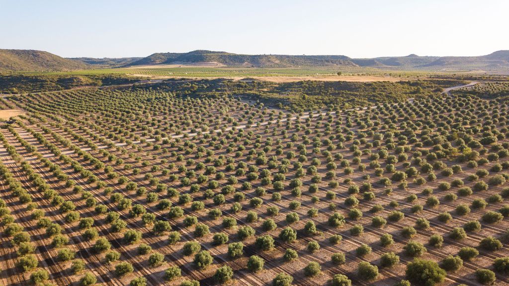 En España hay más de 300 millones de olivos