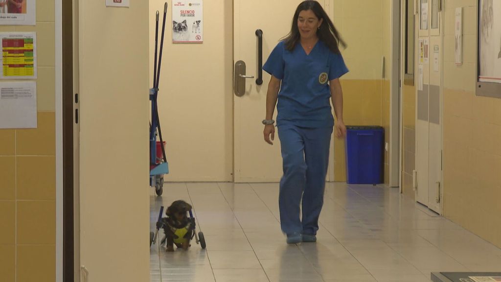 La facultad de veterinaria de la Universidad Alfonso X el Sabio logra la acreditación de la EAEVE