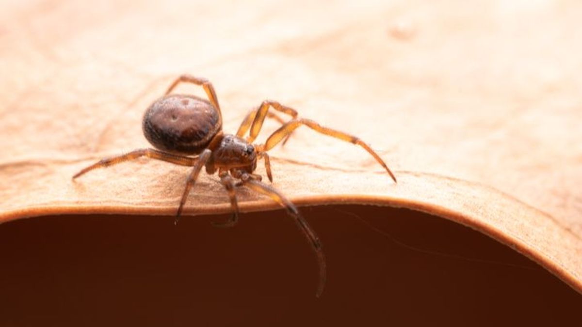 Mordida letal de una araña venenosa en Italia: muere en el hotel de shock anafiláctico