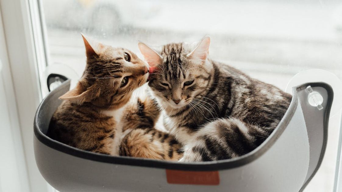 ¿Cómo es una casa Pet friendly para gatos?
