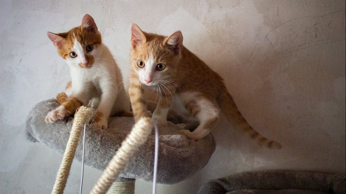¿Cómo es una casa Pet friendly para gatos?