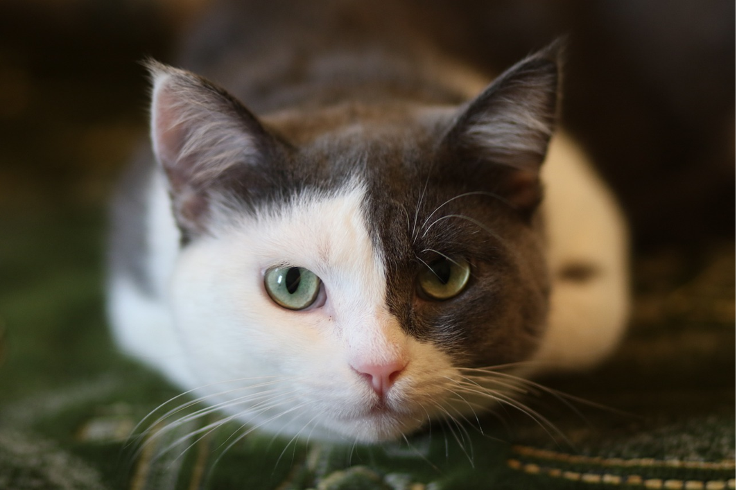 ¿Cómo es una casa Pet friendly para gatos?