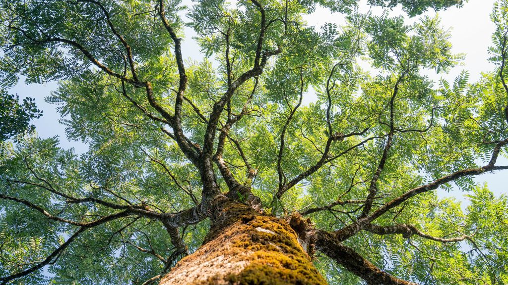 Árbol