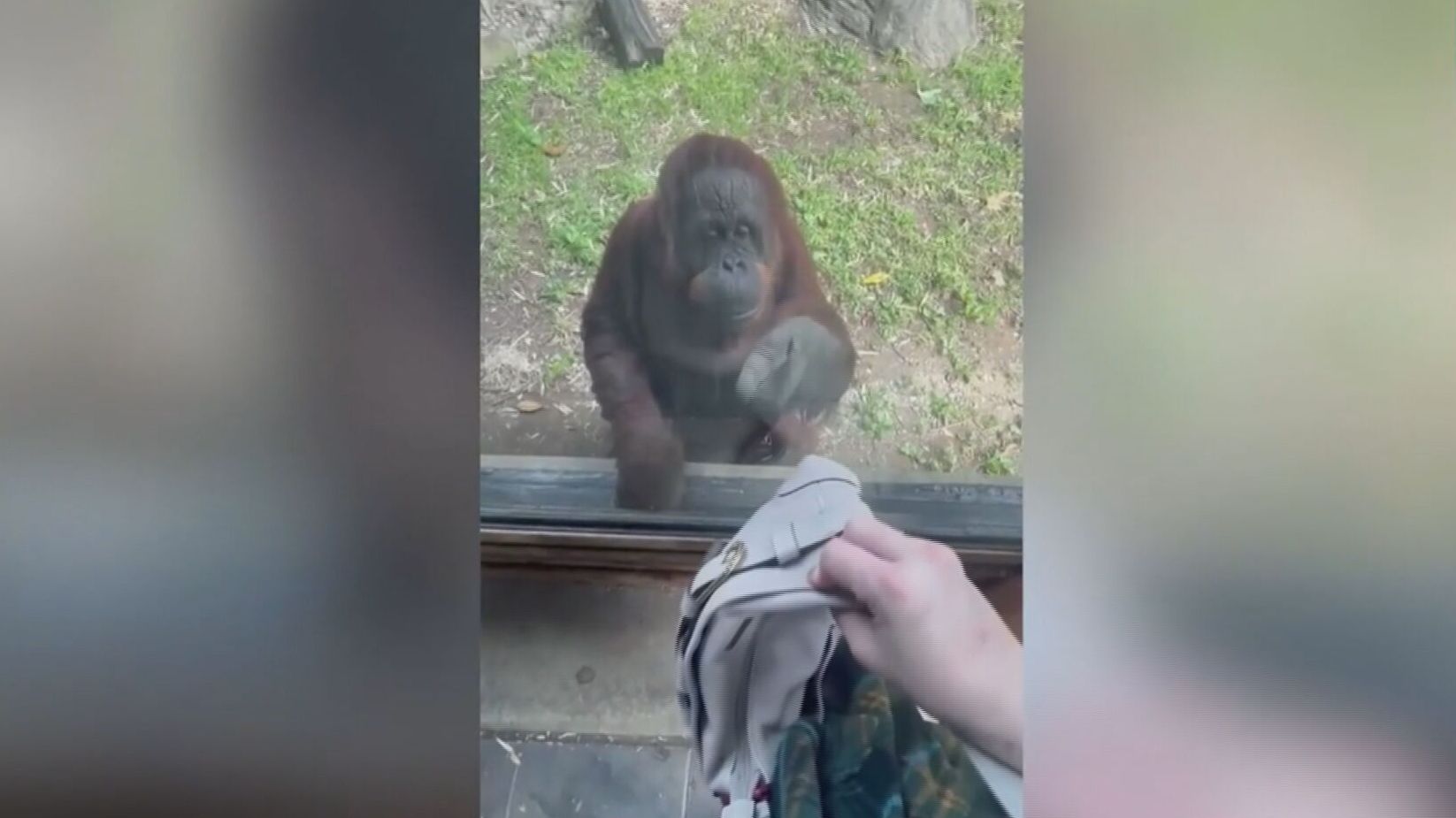 La orangutana Amber consigue comunicarse solo con gestos con una mujer en un zoo de Kentucky