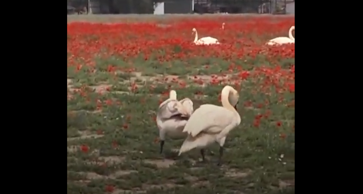Sacan a cientos de cisnes que se habían vuelto adictos a las amapolas en Estocolmo