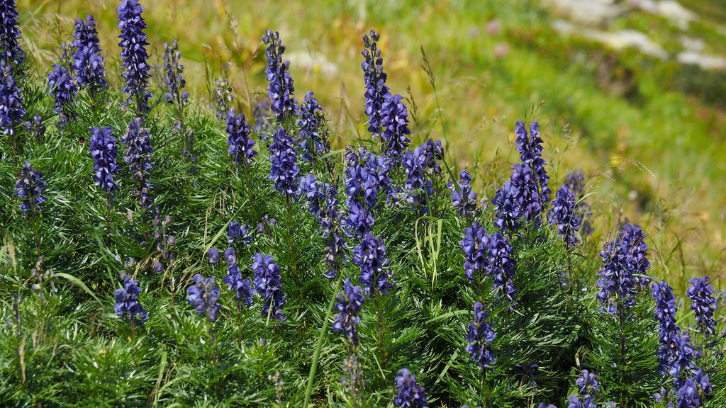 Aconitum napellus o anapelo azul