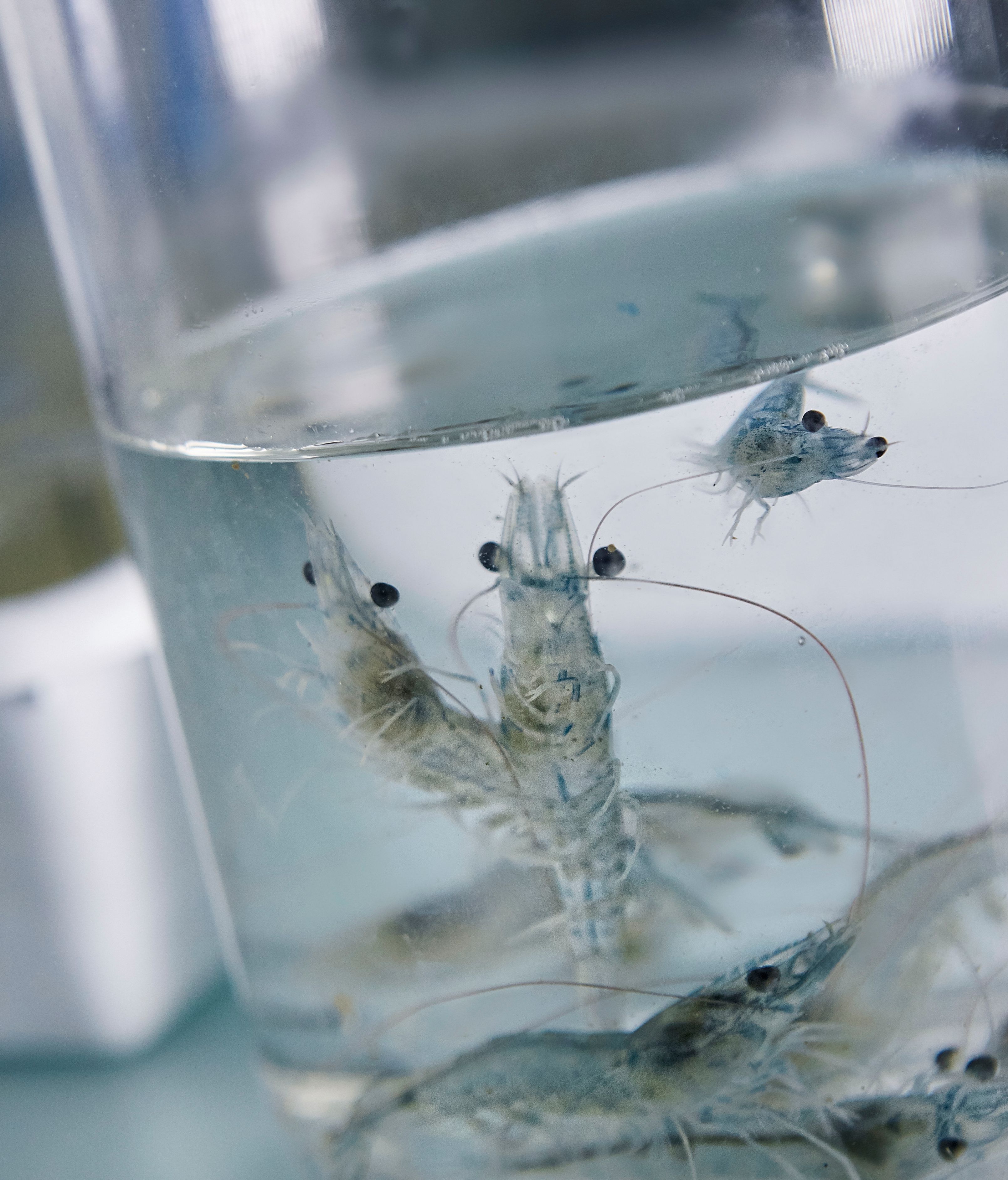 En los laboratorios se realiza una cuidadosa selección de embriones.