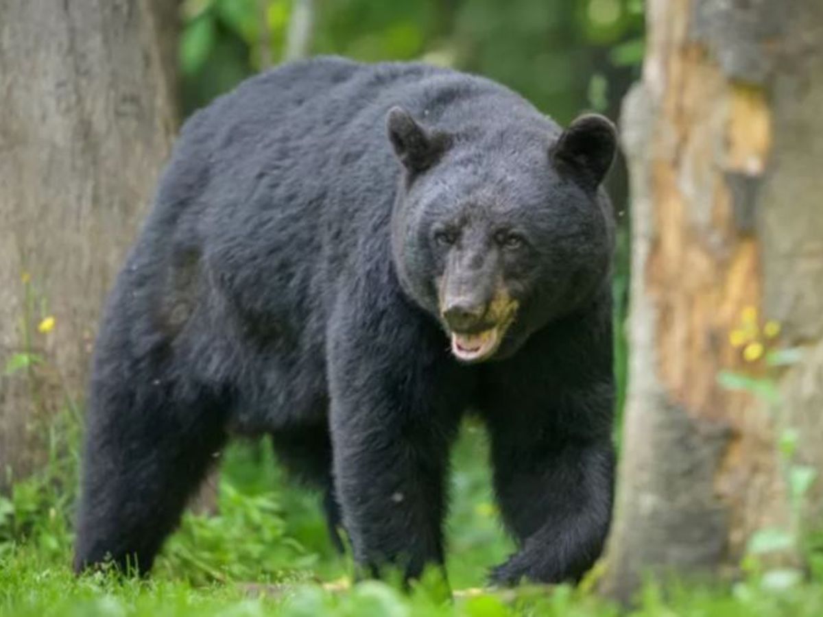 Un oso mata a una pareja y su perro en el Parque Nacional de Banff