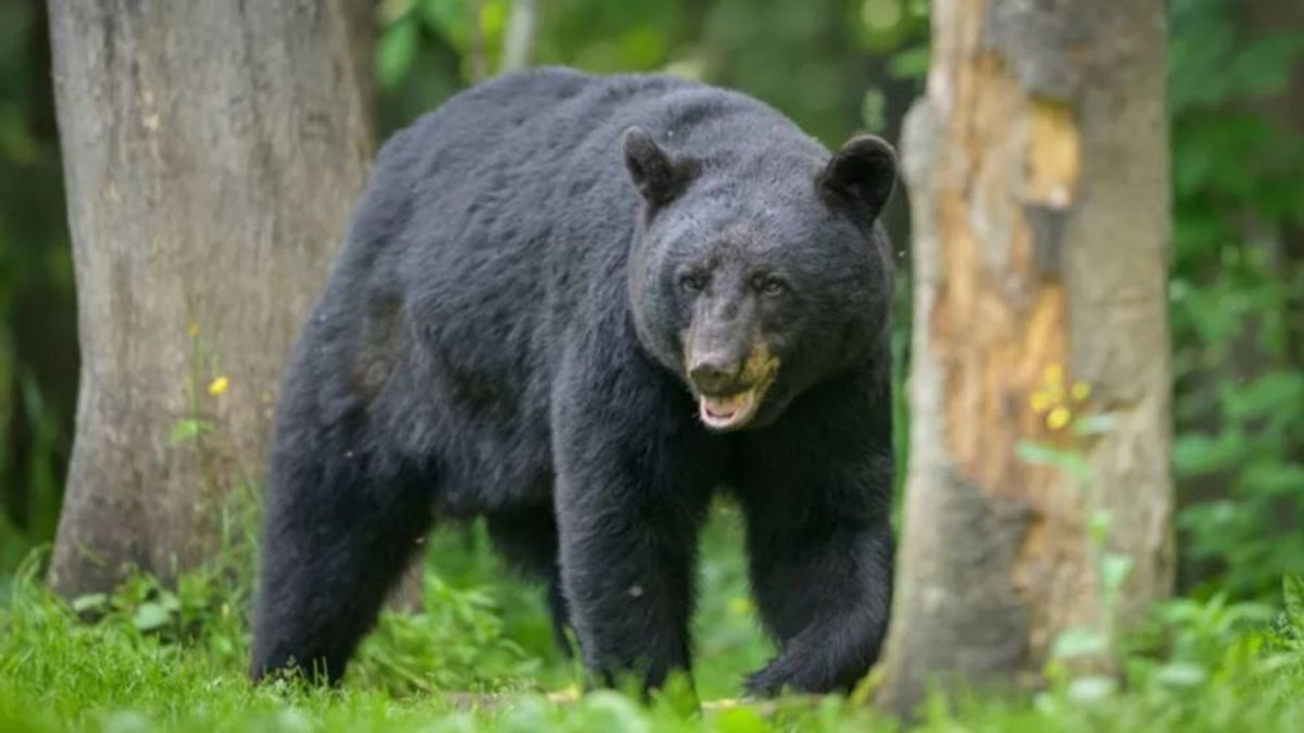 Muere un hombre por el ataque de un oso a las puertas de su casa en Arizona, EEUU