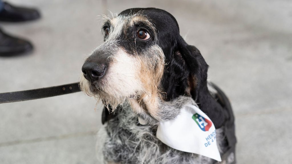 Los perros mayores suelen ser muy agradecidos y amorosos.