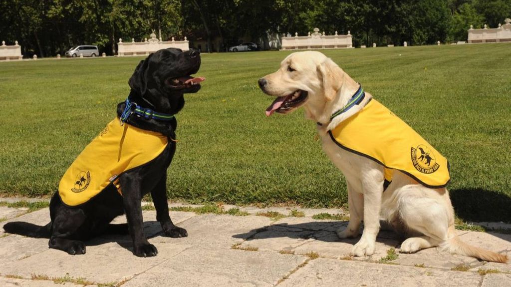 Muchos perros que han cumplido servicio como guías esperan llegar a un hogar de acojida para un retiro tranquilo.