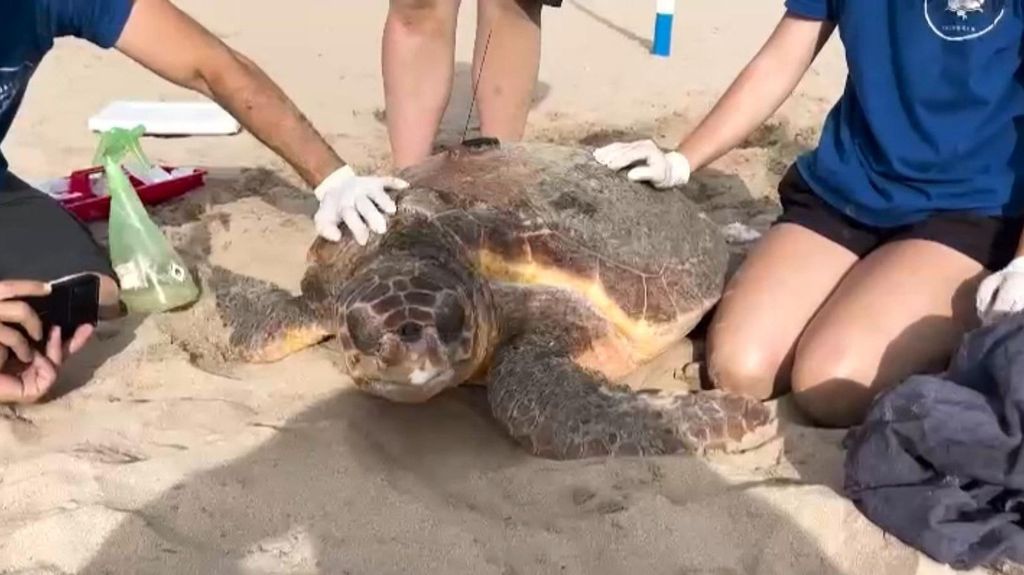 Una tortuga marina pone 62 huevos en la Playa Norte de Gandía