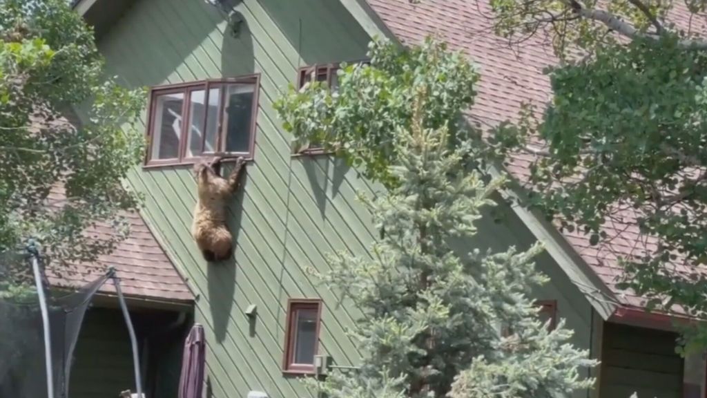 Como un ladrón: un oso entra a una casa de Colorado por la ventana