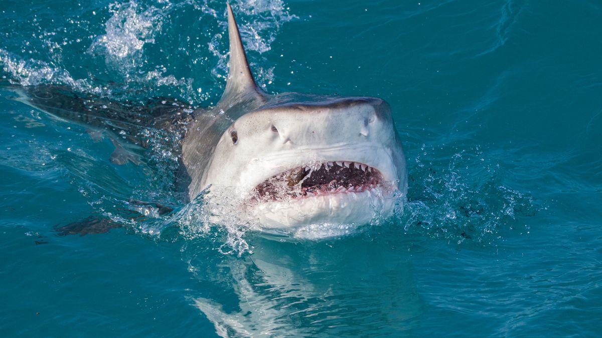 Un equipo de Netflix, atacado por tiburones en Hawái durante el rodaje de un documental