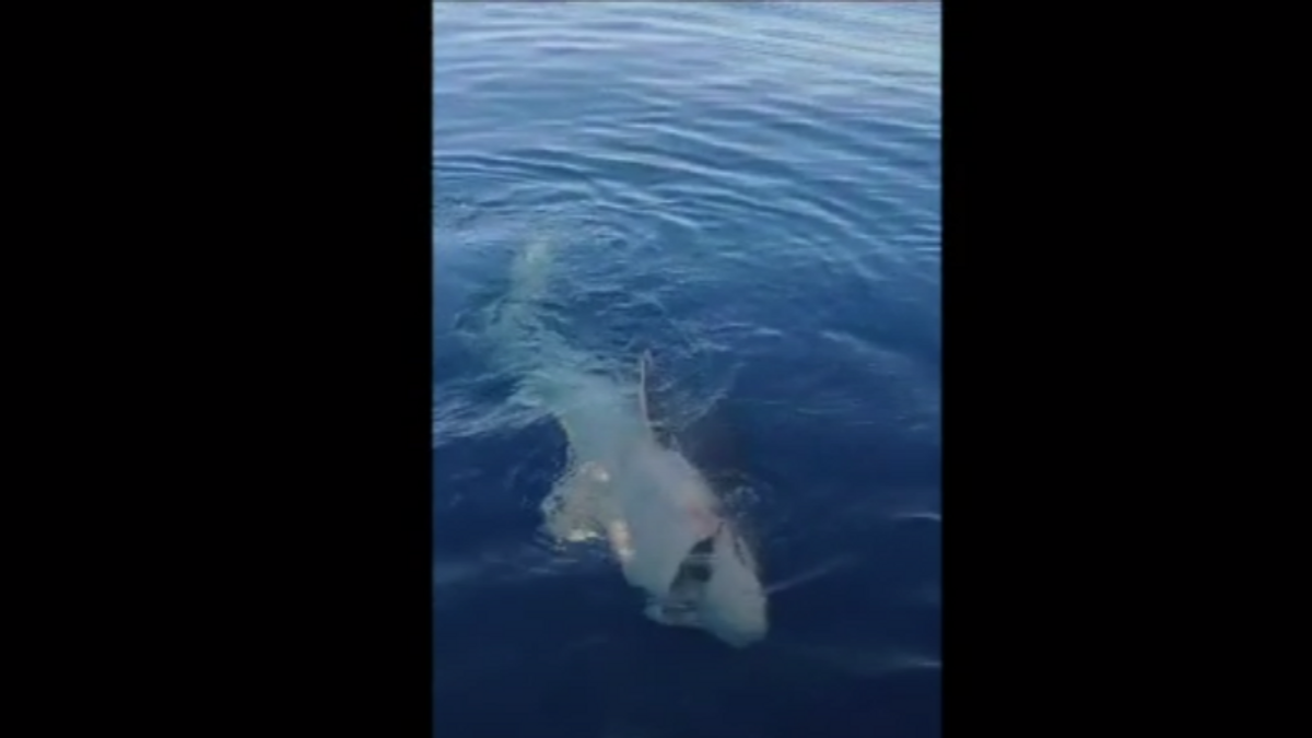Unos pescadores de Mallorca se encuentran con un tiburón cañabota de grandes dimensiones