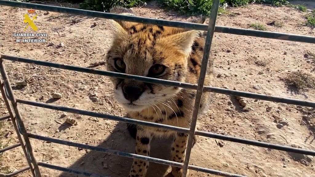 Uno de los felinos incautados por la Guardia Civil en Sax