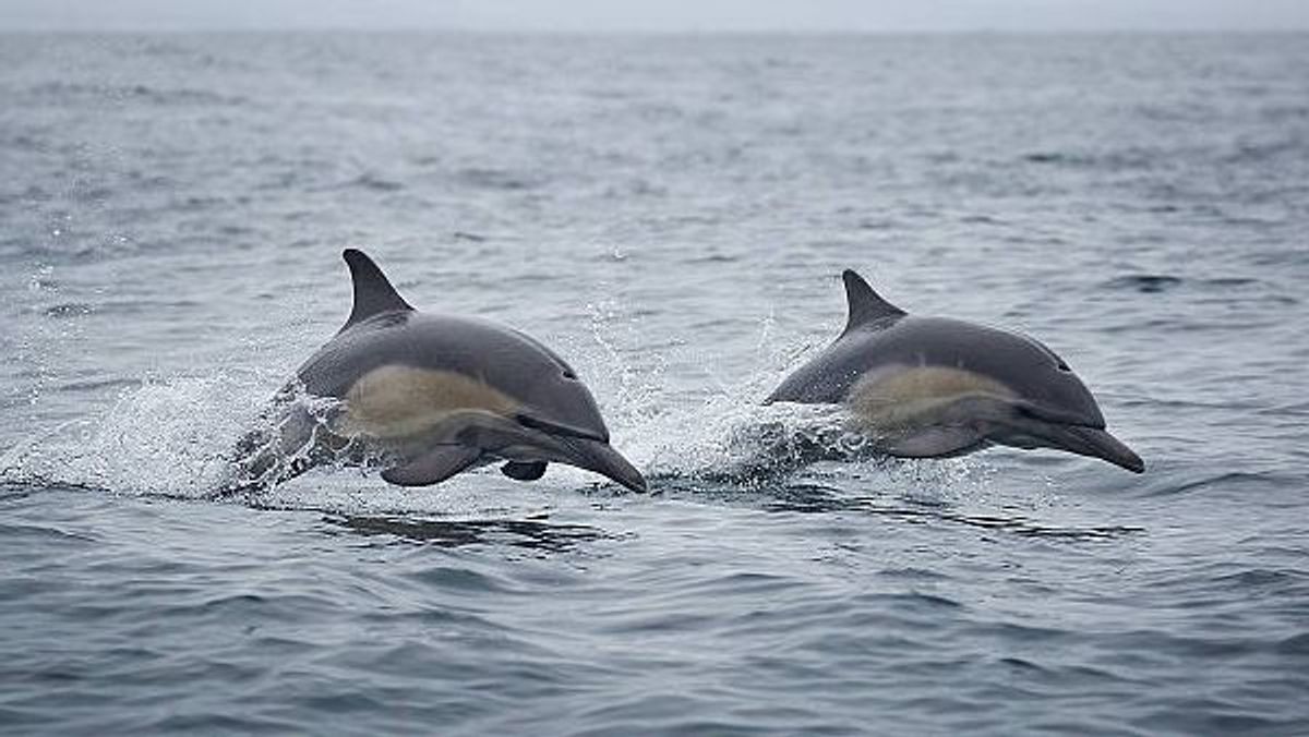 Cientos de delfines y leones marinos mueren en California: ¿cuál es el motivo?