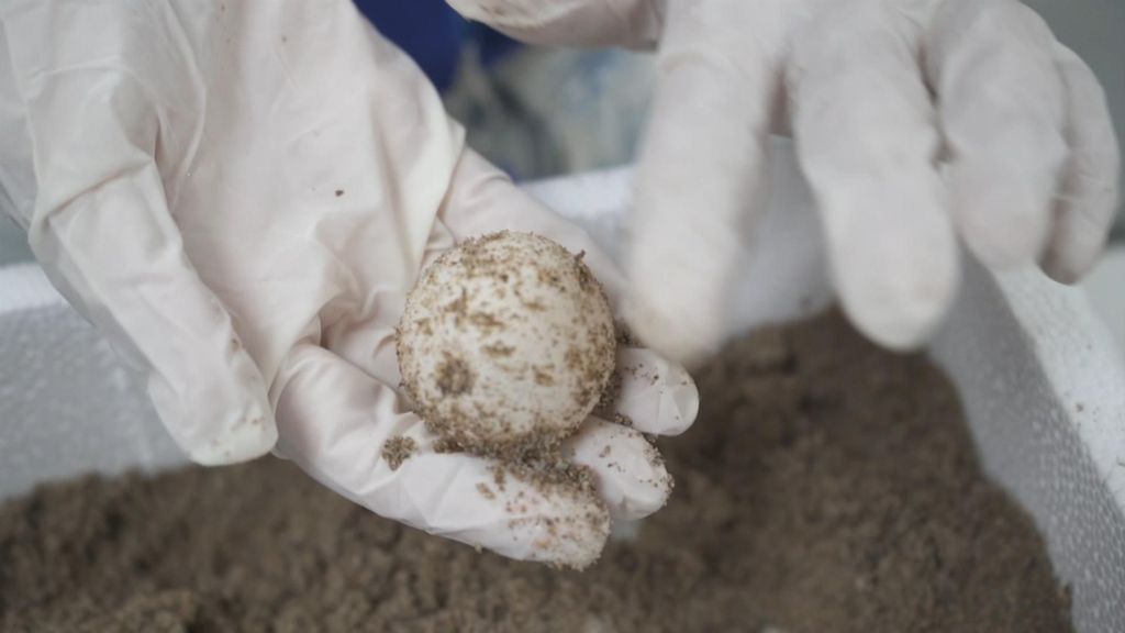 La playa de Dénia registra un segundo nido de tortuga con 111 huevos