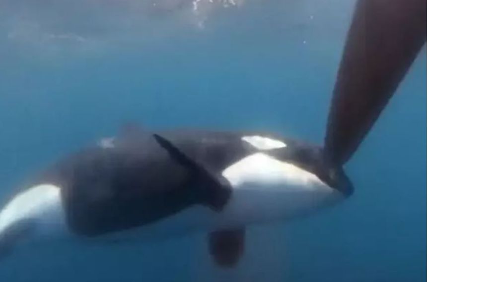 Las orcas atacan a varios veleros en el Estrecho de Gibraltar