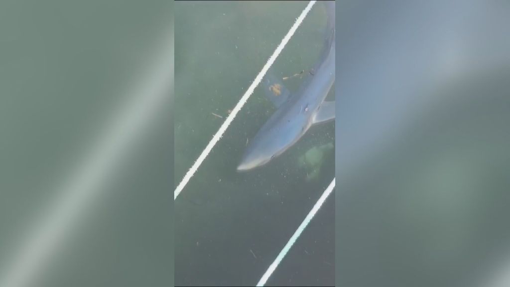 Un tiburón azul aparece junto al puerto de A Illa de Arousa, Pontevedra, sorprendiendo a los vecinos