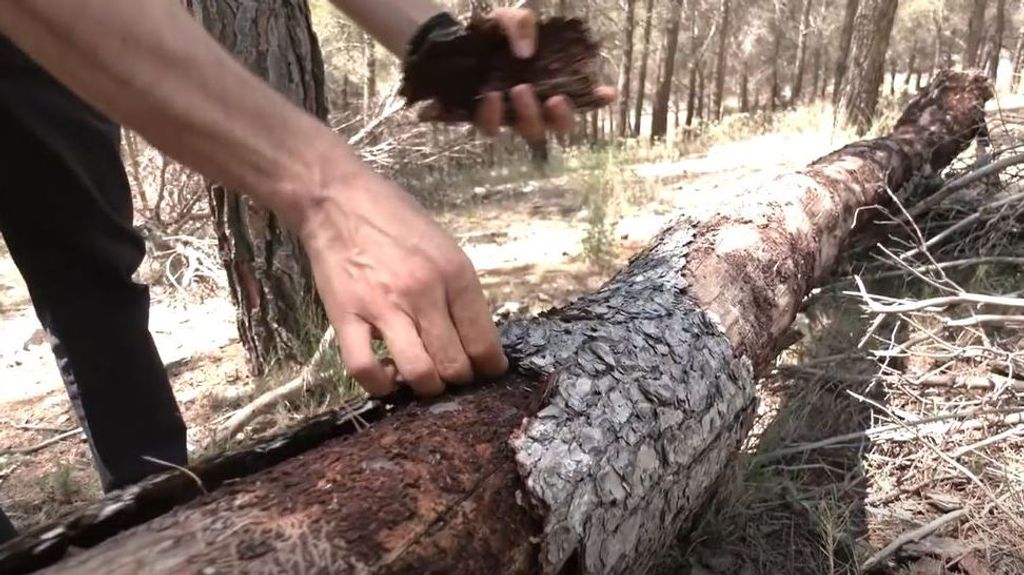 La preocupante situación en la que se encuentra el campo y los bosques españoles: aumentan exponencialmente el riesgo de incendio