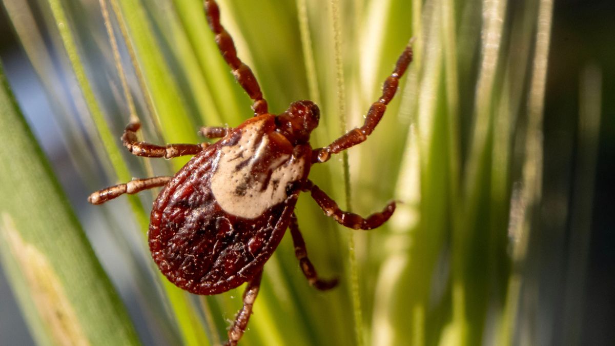 Muere una mujer a causa del virus Oz en Japón, convirtiéndose en la primera víctima del mundo