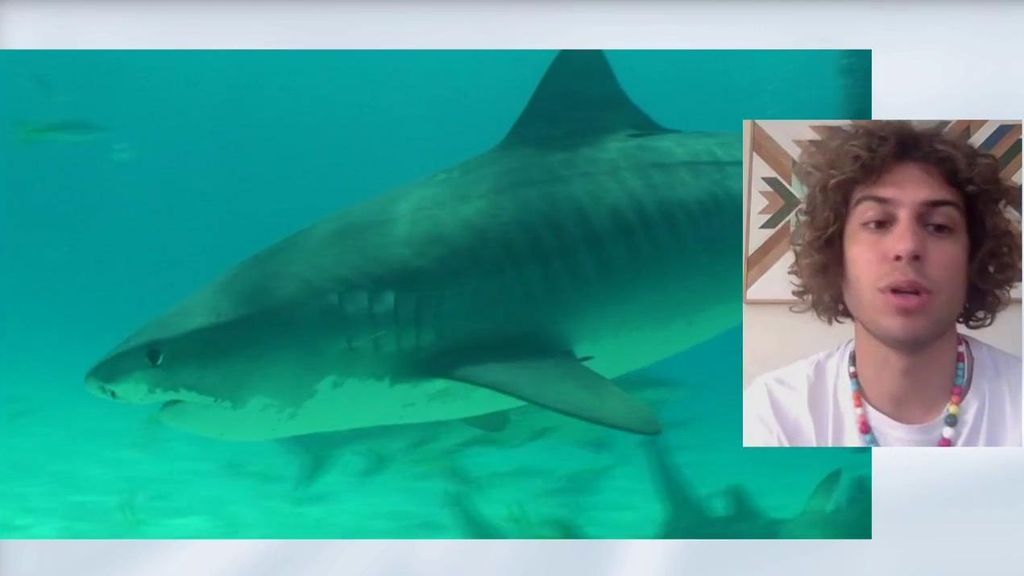 Científicos buscan explicación a la oleada de tiburones en España: “Es algo muy complejo”