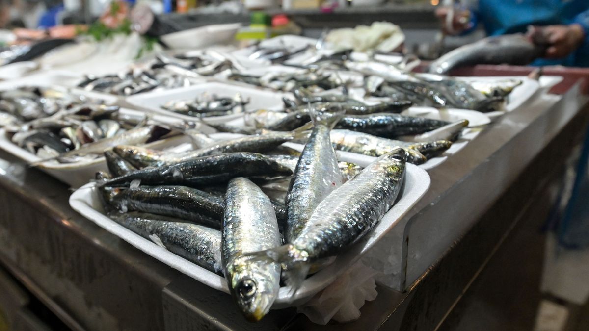 A CORUÑA.
Sardinas a la venta mercado de la plaza de Lugo con motivo de la fiesta de San Juan
22/06/2023
Foto: M. Dylan/Europa Press