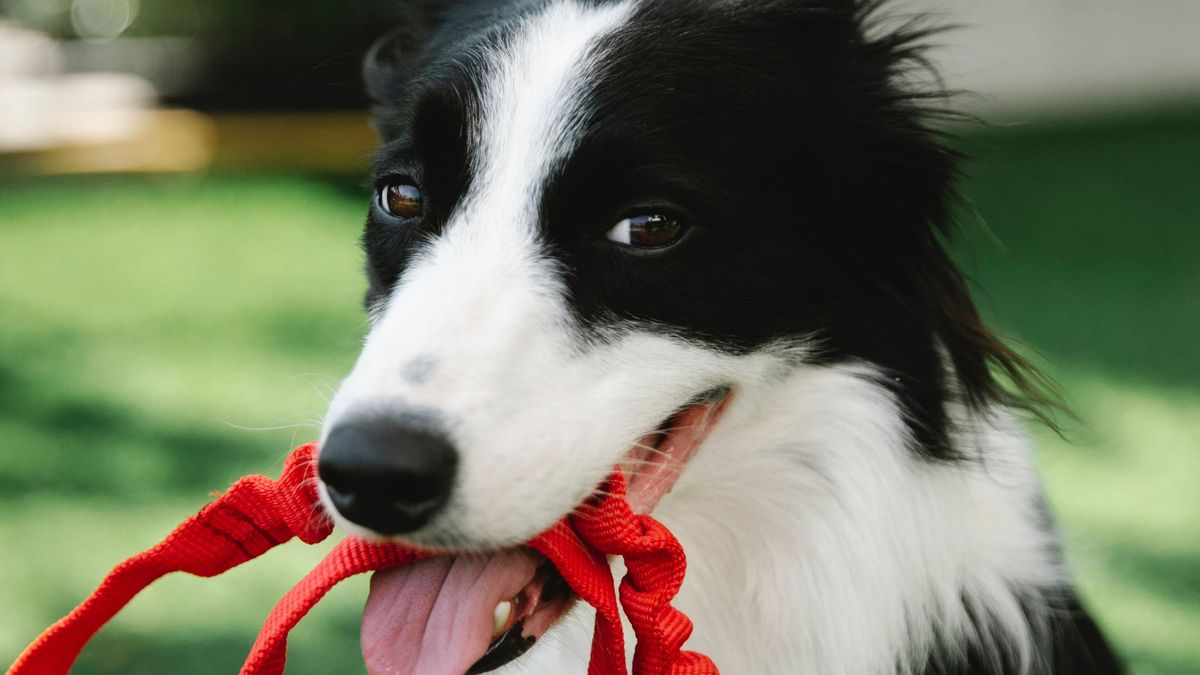 Cuidador de perros