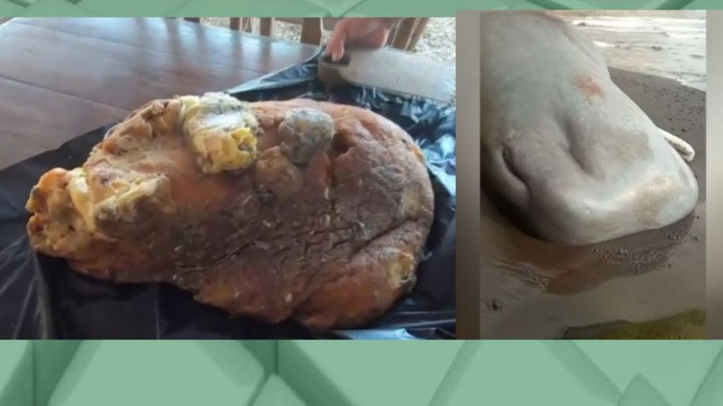El cachalote muerto que puede dar 400.000 euros a La Palma: "Tiene una piedra de ámbar en su interior"