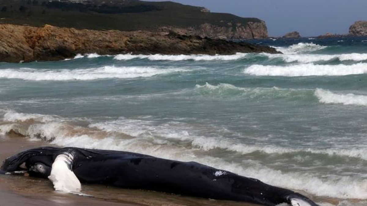 Hallan una ballena jorobada en una playa de Ferrol