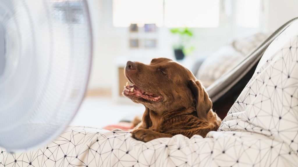El peligro de los golpes de calor en perros y gatos