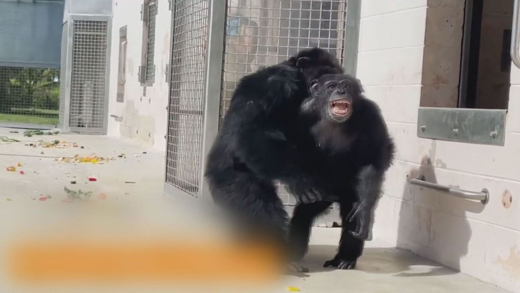 La conmovedora reacción de una chimpancé al ver el cielo abierto por primera vez en 28 años