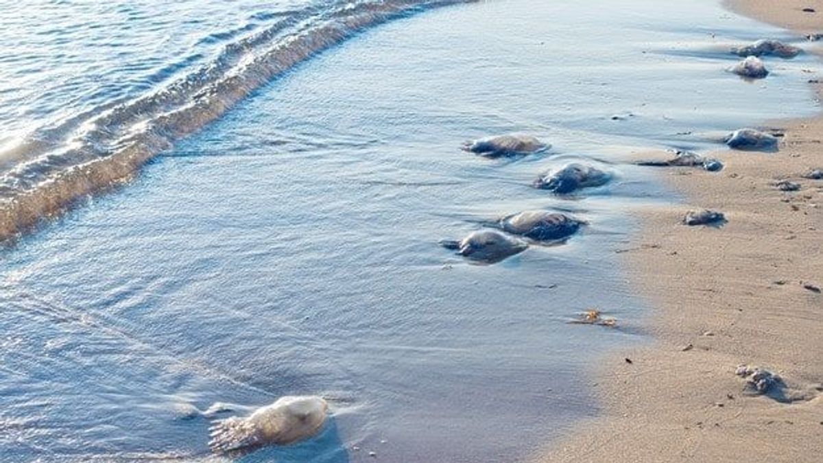 Cada vez hay más medusas en las playas españolas