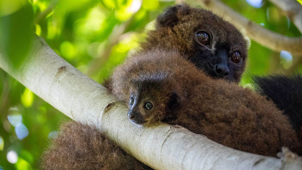 Nace un lémur de vientre rojo en el Bioparc de Valencia, el único parque del país con esta especie en extinción