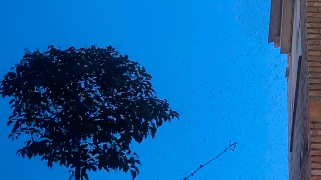 Al anochecer las abejas regresan a su colmena en la urbanización de Huelva