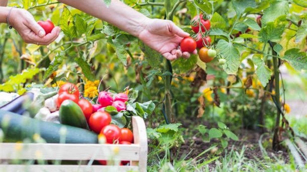 Cultivos de la huerta.