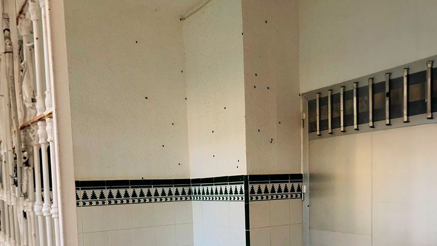 Las abejas se quedan en las paredes de los portales de los bloques