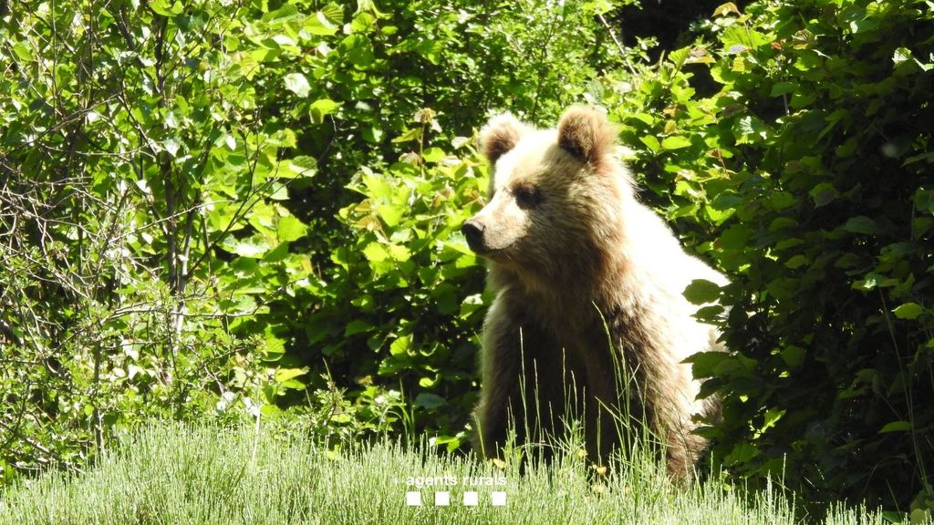 Balas de goma para ahuyentar a un oso que se pasea por la Bonaigua