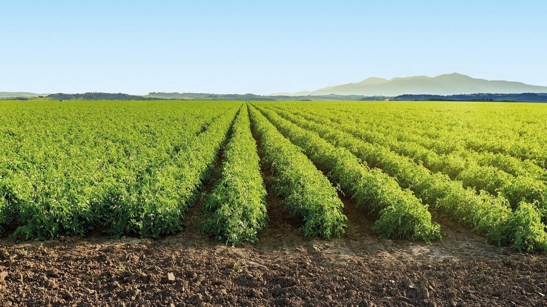 Campo de tomates.